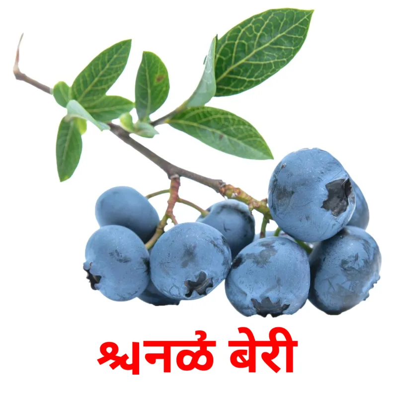 11 FREE Berries Flashcards PDF Marathi Words