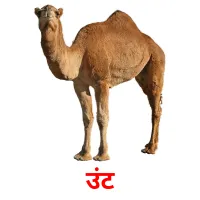 उंट picture flashcards