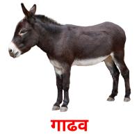 गाढव picture flashcards