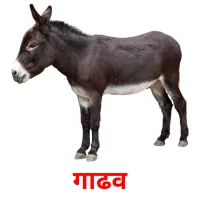 गाढव picture flashcards