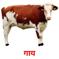 गाय picture flashcards