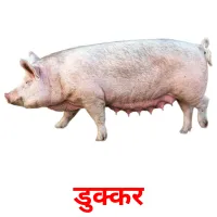 डुक्कर picture flashcards