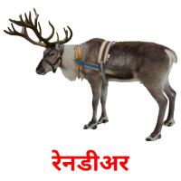 रेनडीअर picture flashcards