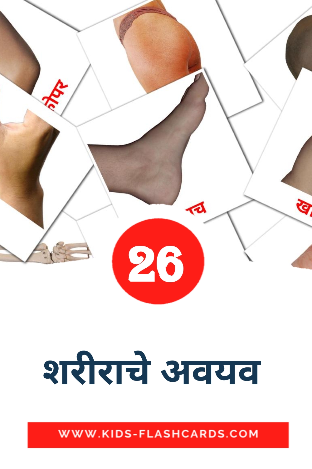 26 carte illustrate di शरीराचे अवयव  per la scuola materna in marathi