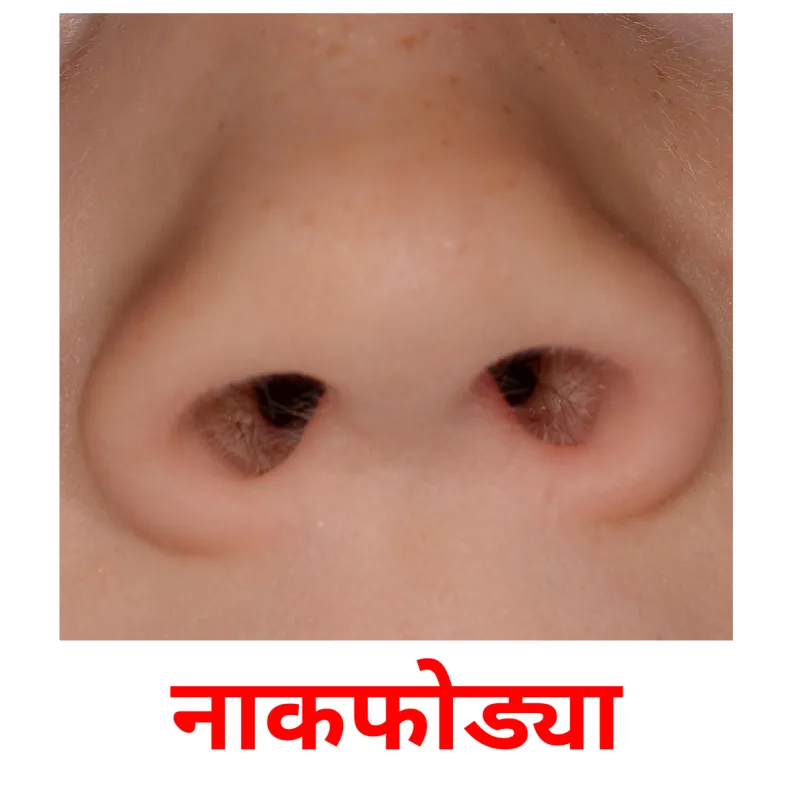 20 FREE Face Flashcards PDF Marathi Words