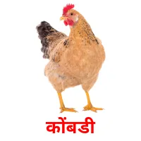 कोंबडी ansichtkaarten