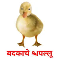 बदकाचे पिल्लू ansichtkaarten