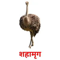 शहामृग ansichtkaarten