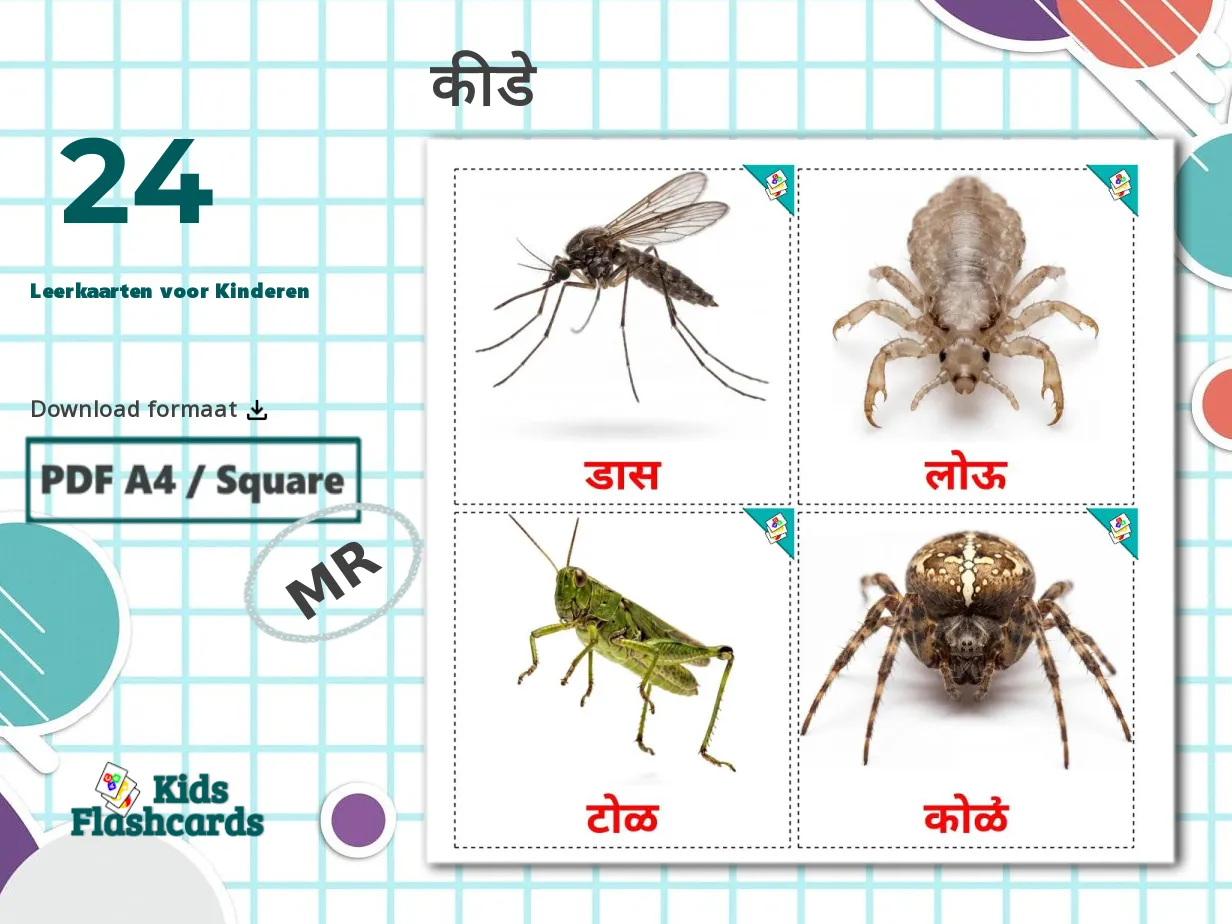 24 GRATIS Insecten Leerkaarten voor Kinderen in 4 PDF formaten ...