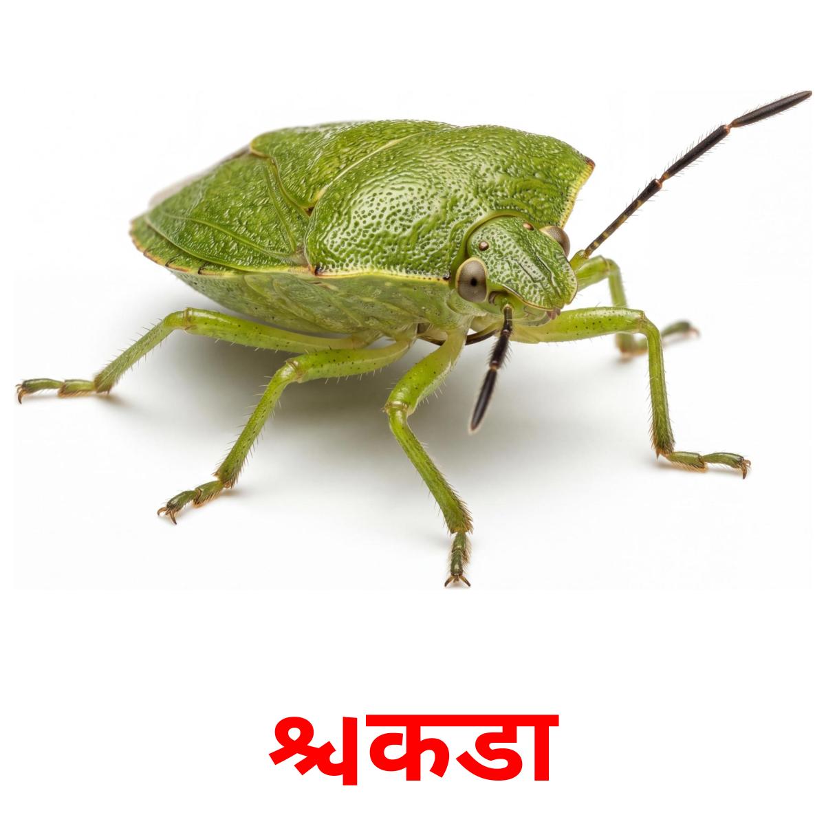 118 FREE Marathi Animals Flashcards | PDF