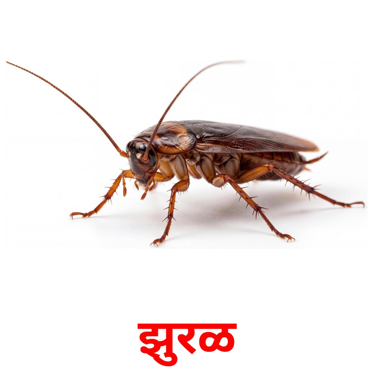 24 Printable Insects Flashcards in Marathi (Free PDF)