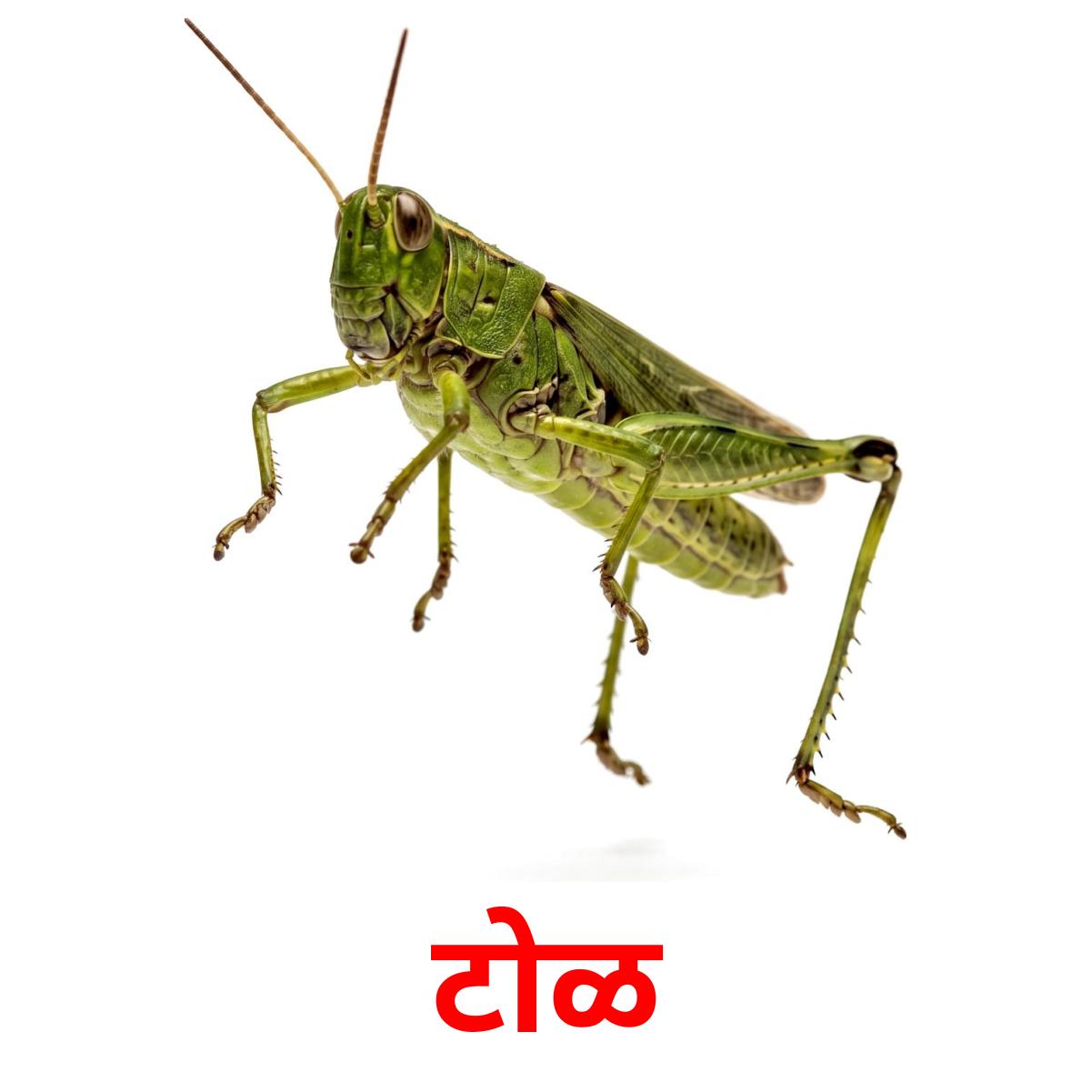 24 Printable Insects Flashcards in Marathi (Free PDF)