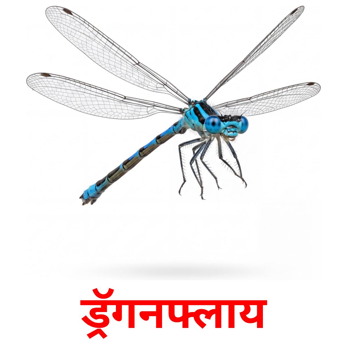 24 Printable Insects Flashcards in Marathi (Free PDF)