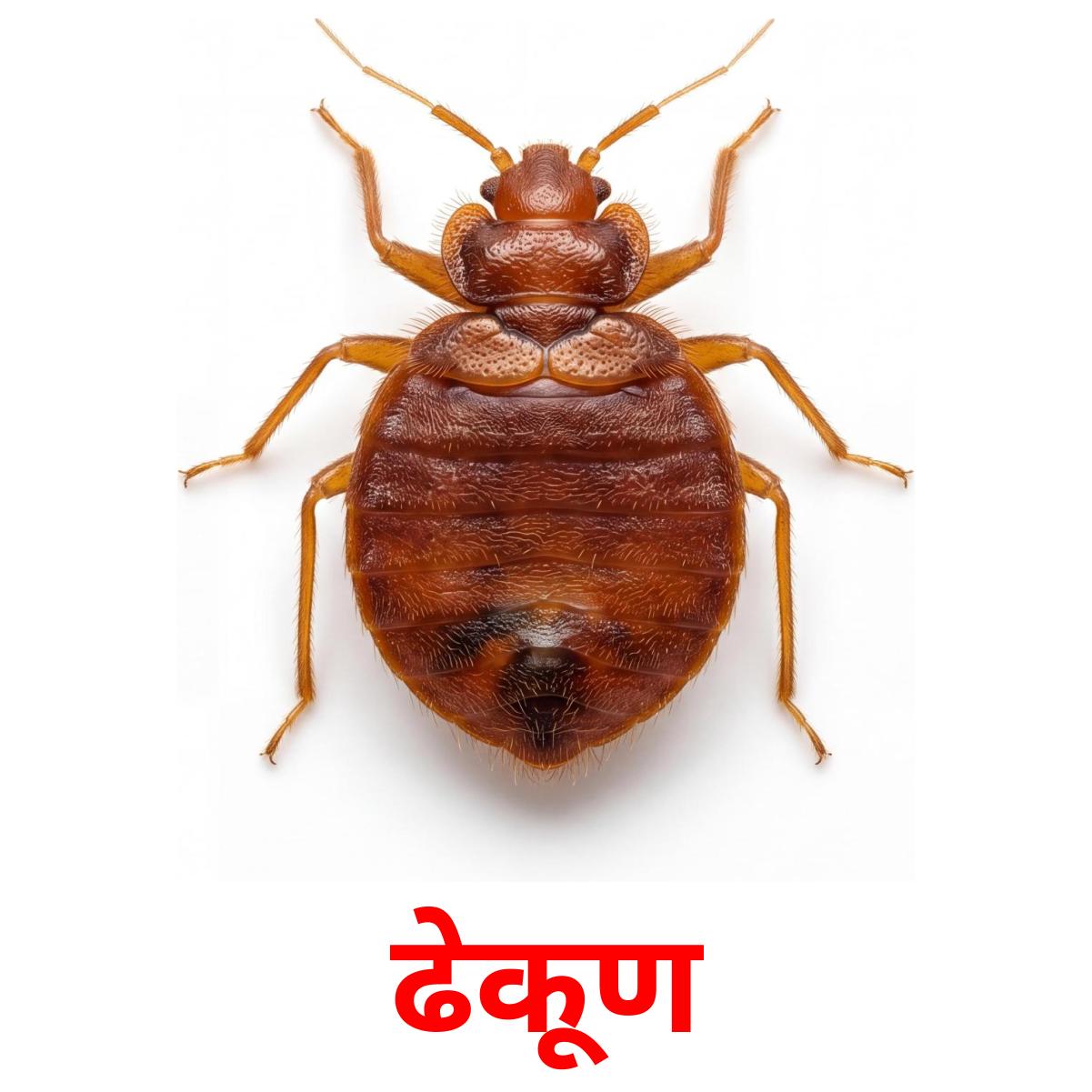 24 Printable Insects Flashcards in Marathi (Free PDF)