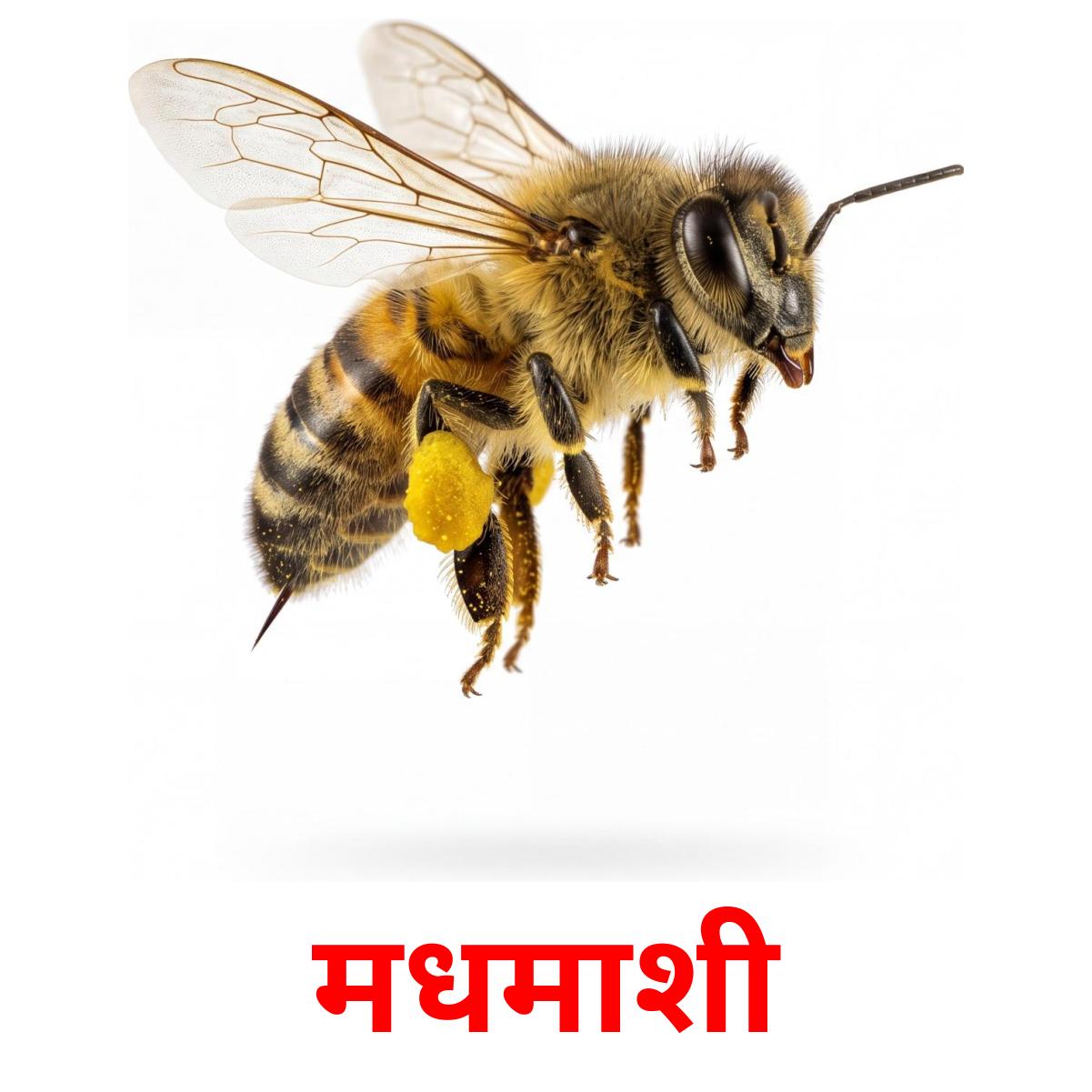 24 Printable Insects Flashcards in Marathi (Free PDF)
