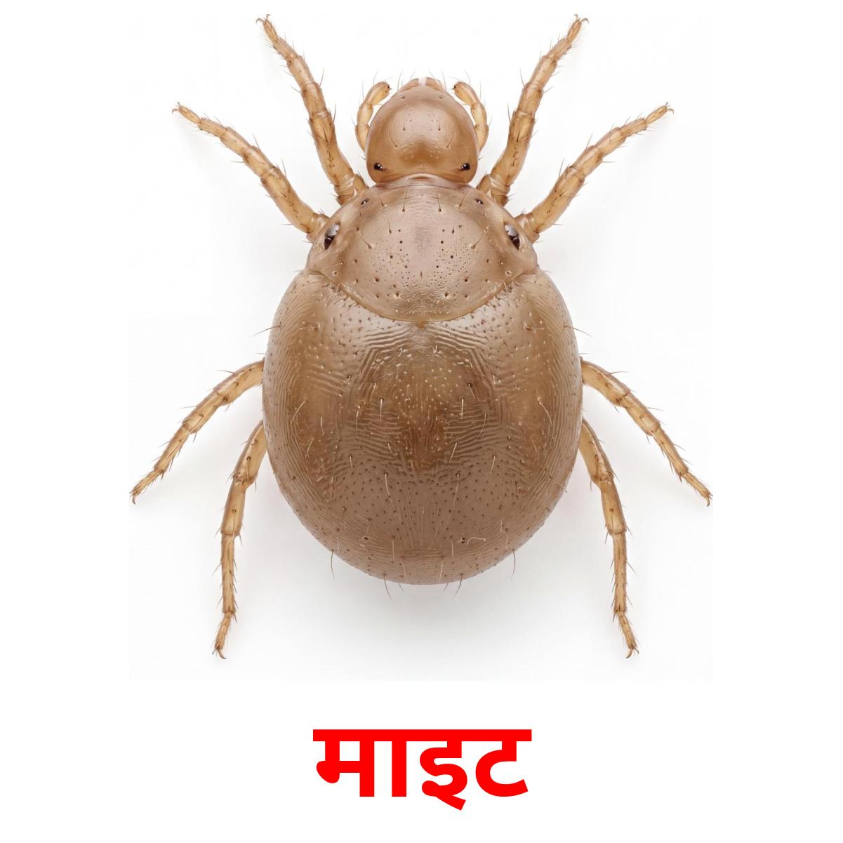 24 Printable Insects Flashcards in Marathi (Free PDF)