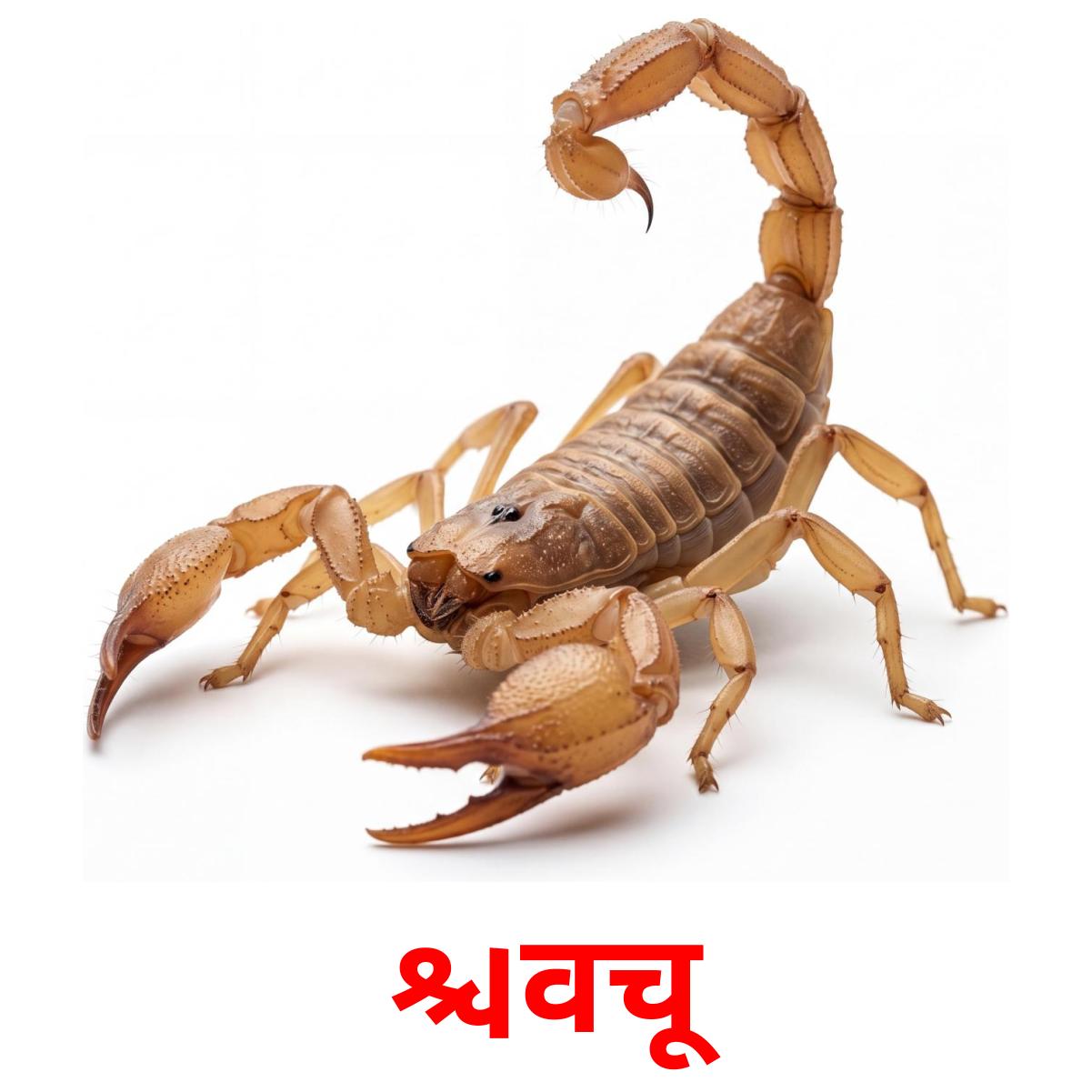 24 Printable Insects Flashcards in Marathi (Free PDF)