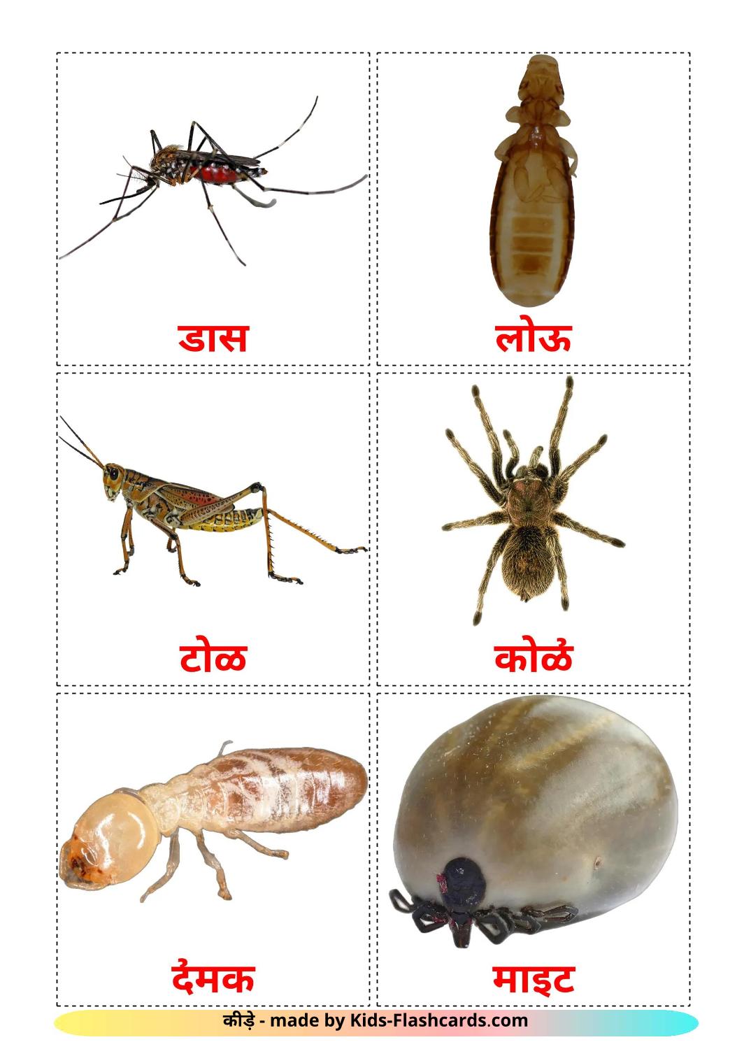 Insects - 24 Free Printable marathi Flashcards
