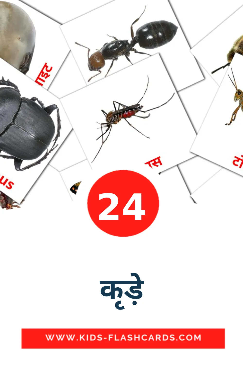 24 कीड़े Picture Cards for Kindergarden in marathi