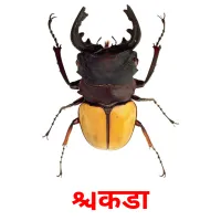 किडा picture flashcards