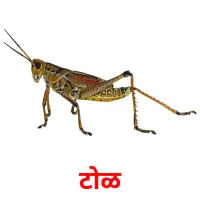 टोळ picture flashcards