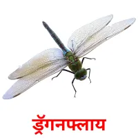 ड्रॅगनफ्लाय picture flashcards
