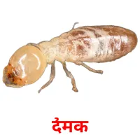 दीमक picture flashcards