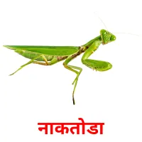नाकतोडा picture flashcards
