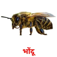 भोंदू picture flashcards