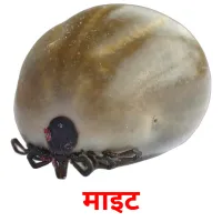 माइट picture flashcards