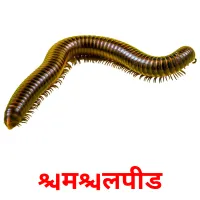मिलिपीड picture flashcards