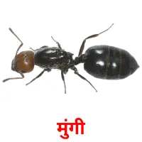 मुंगी picture flashcards