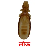 लोऊ picture flashcards