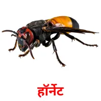 हॉर्नेट picture flashcards