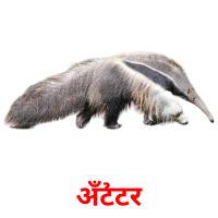 अँटीटर picture flashcards