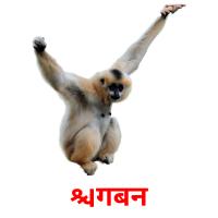 गिबन picture flashcards