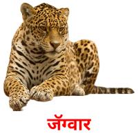जॅग्वार picture flashcards