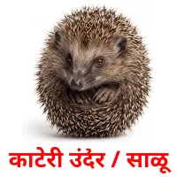 काटेरी उंदीर / साळू cartes de vocabulaire
