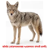 कोयोट (लांडग्यासारखा दिसणारा जंगली प्राणी) cartes de vocabulaire