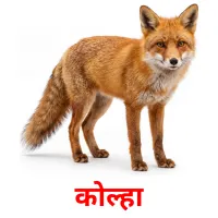 कोल्हा cartes de vocabulaire