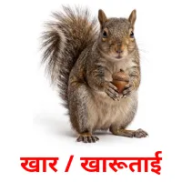 खार / खारूताई cartes de vocabulaire