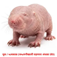घूस / चिकाळ (जमिनीखाली राहणारा अंधळा उंदीर) cartes de vocabulaire