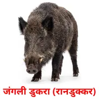 जंगली डुकरा (रानडुक्कर) cartes de vocabulaire