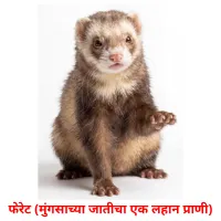 फेरेट (मुंगसाच्या जातीचा एक लहान प्राणी) cartes de vocabulaire