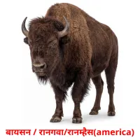 बायसन / रानगवा/रानम्हैस(america) cartes de vocabulaire
