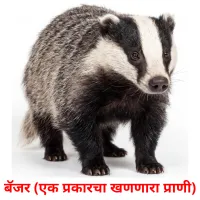 बॅजर (एक प्रकारचा खणणारा प्राणी) cartes de vocabulaire