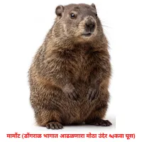 मार्मोट (डोंगराळ भागात आढळणारा मोठा उंदीर किंवा घूस) cartes de vocabulaire