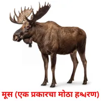 मूस (एक प्रकारचा मोठा हरिण) cartes de vocabulaire