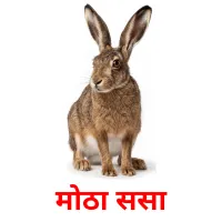मोठा ससा cartes de vocabulaire