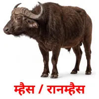 म्हैस / रानम्हैस cartes de vocabulaire